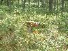 2003_0720_vidar plukt hjotron.jpg